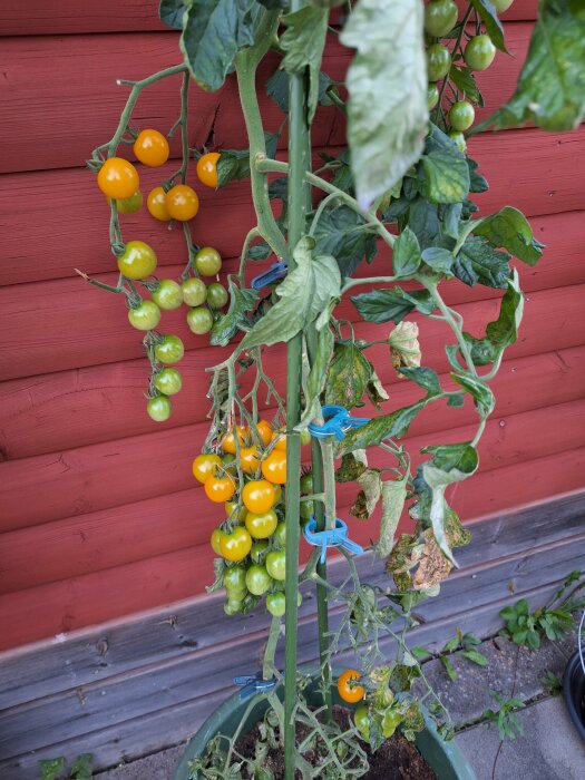 Gula och gröna minitomater som växer på en planta framför en röd trävägg.