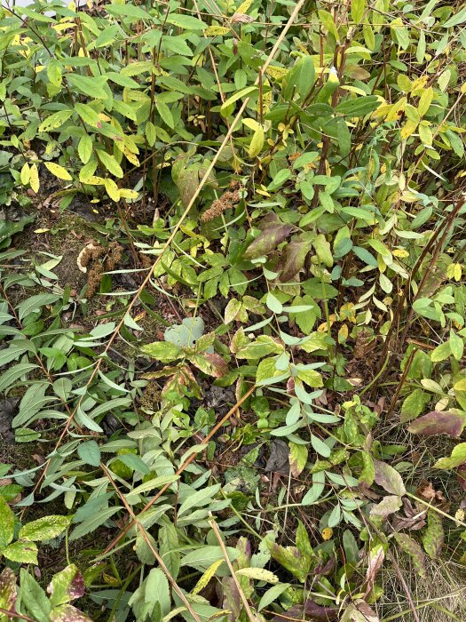 Nerklippt häckspirea med grönska och vissna blad synlig på marken.