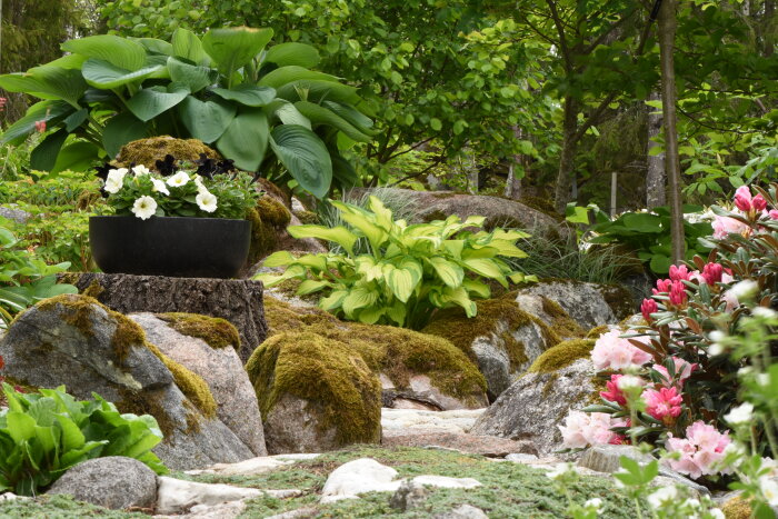 En skogsträdgård där stora stenar är täckta av mossa, omgivna av grön växtlighet och blommande växter. En kruka med vita och svarta blommor på en stubbe.