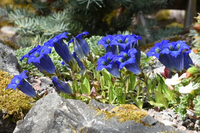 Blå blommor omgivna av stenar och mossor i en trädgårdsmiljö.