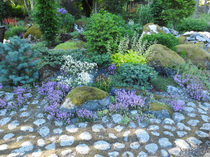 Trädgård i skogen med stenbelagd stig, grönska och blommor i lila, vitt och grönt som växer bland stora stenar.