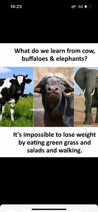 En ko, en buffel och en elefant med texten "What do we learn from cow, buffaloes & elephants? It's impossible to lose weight by eating green grass and salads and walking.