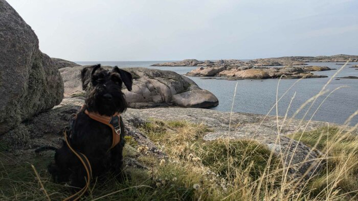 Svart hund sitter på klipporna vid havet på Smögenbryggan, omgiven av stora stenar och gräs, med hav och små öar i bakgrunden.