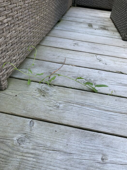 Åkervinda som växer genom springorna i ett trädeck mellan två utomhusmöbler i flätad stil.