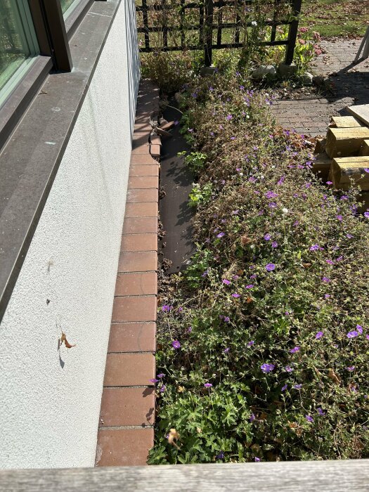 Sprucken kant längs en husvägg med växter och blommor intill, kan vara resultat av frostskador.