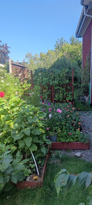 Trädgård med blomsterbäddar fyllda med färgglada blommor och grönsaksodlingar, en röd byggnad i högra delen av bilden.