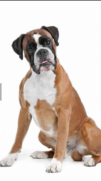 En brun och vit boxerhund med tungan ute tittar in i kameran.