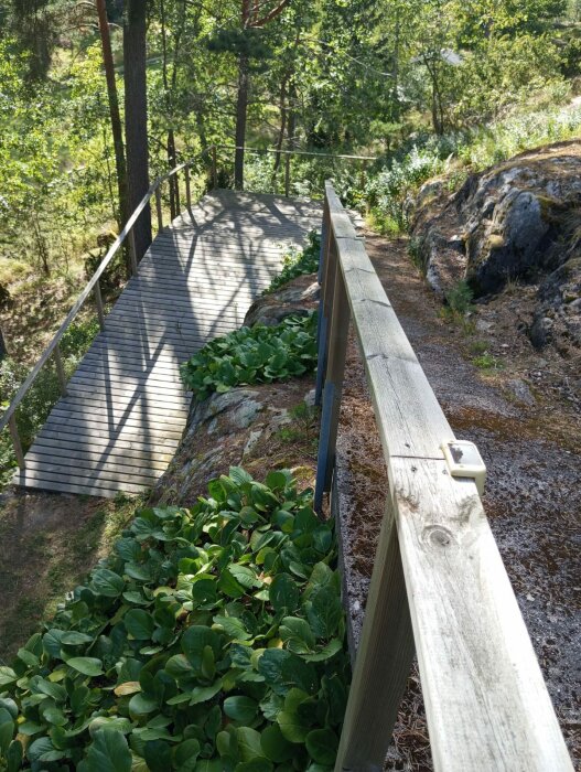 En trä-ramp byggd på en brant sluttning med grön vegetation. Rampen har varit föremål för reparationsarbete med tillfälliga stolpar och en nedsliten järnram.