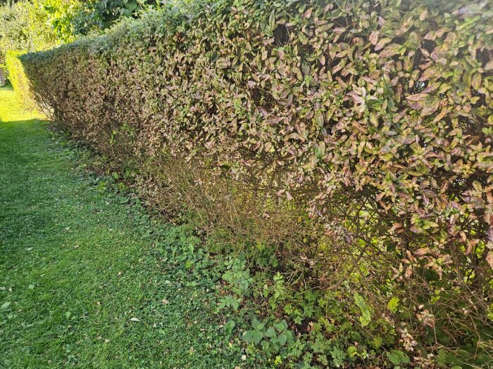 Vintergrön ligusterhäck med bruna och missfärgade blad från marken uppåt. Häcken visar tecken på ohyra eller sjukdom. Grön gräsmatta i förgrunden.