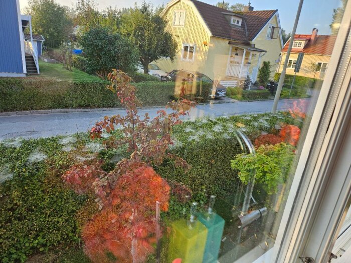 Ligusterhäck med vita spindelnät på bladen fotad genom ett fönster. Gatan och hus i bakgrunden.