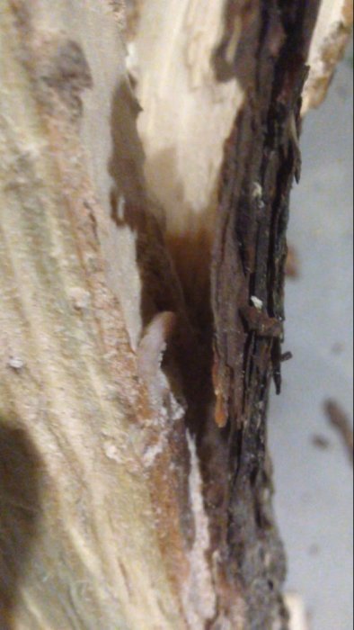 ImageUploadedByByggahus.se1380954864.024269.jpg