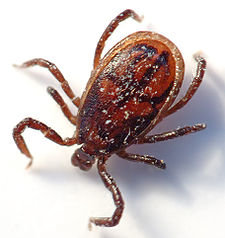 225px-Tick_male_(aka).jpg