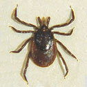 ixodes_ricinus_female.jpg