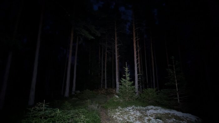 Skog med tallträd upplysta av en ficklampa på natten. Snöfläckar på marken och små granar i förgrunden.