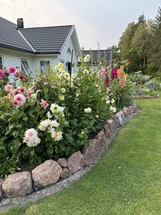 En blomstrande rabatt omgiven av stenar framför ett vitt hus med svart tak och grön gräsmatta i bakgrunden.