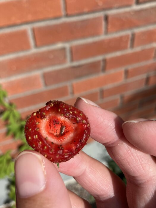 En jordgubbe med en liten insekt i mitten, hålls upp av en hand mot en bakgrund av tegelvägg.