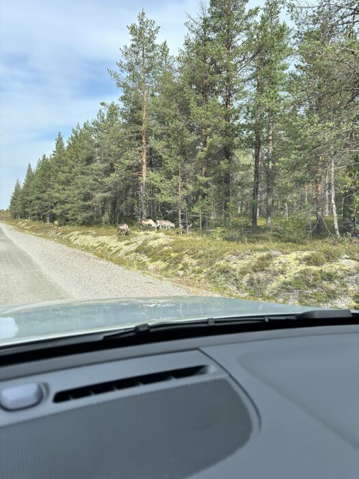 Fyra renar syns stående i en skogsdunge intill en grusväg, sedda genom vindrutan på en bil.