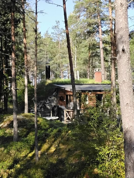 Träkoja med grästak omgivet av en skog med barrträd.