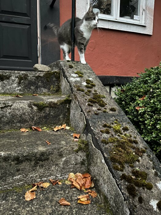 En grå och vit katt står på en mossbeklädd trappa utanför ett hus med höstlöv på trappstegen.