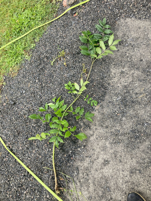 En nyligen utdragen ung planta ligger på grus och asfalt med grönt gräs i bakgrunden, bredvid en lindad gul mätlina.