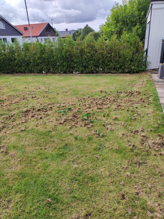 Gräsmatta full av små hål och uppgrävt jord framför en häck i en trädgård, med hus och molnig himmel i bakgrunden.