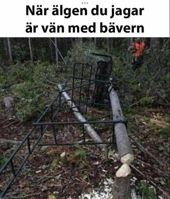 En fälla i skogen har fallit omkull, med ett träd som gnagts av en bäver liggande på marken. Text ovan säger: "När älgen du jagar är vän med bävern.