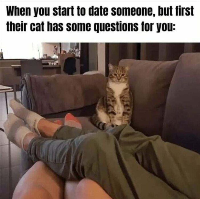 Personer ligger på en soffa i ett vardagsrum medan en katt sitter upprätt bredvid dem och verkar titta på dem. Text på bilden: "When you start to date someone, but first their cat has some questions for you.