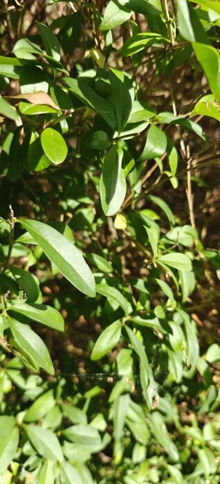 Grön tät häck med tunna grenar och ovala blad som kräver beskäring, syns i solljus. Grenarna har små knoppar och saknar bär.