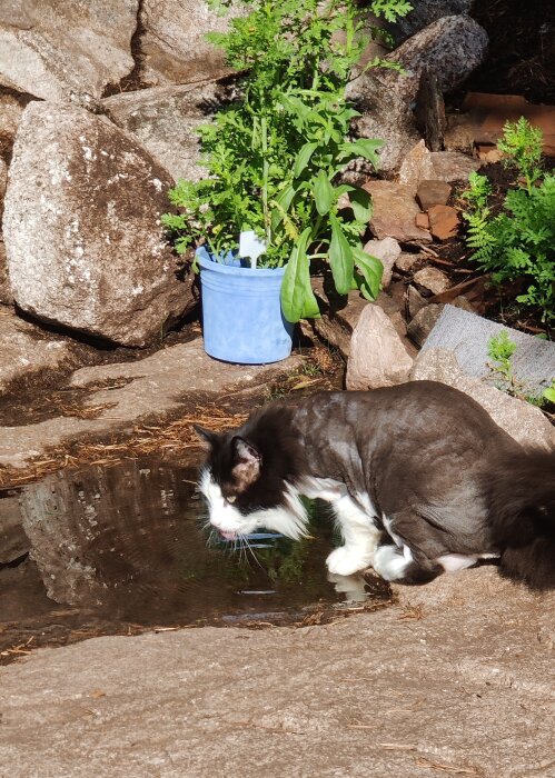 En svartvit katt dricker vatten från en liten pöl, omgiven av stenar och en blå kruka med grönska i bakgrunden.