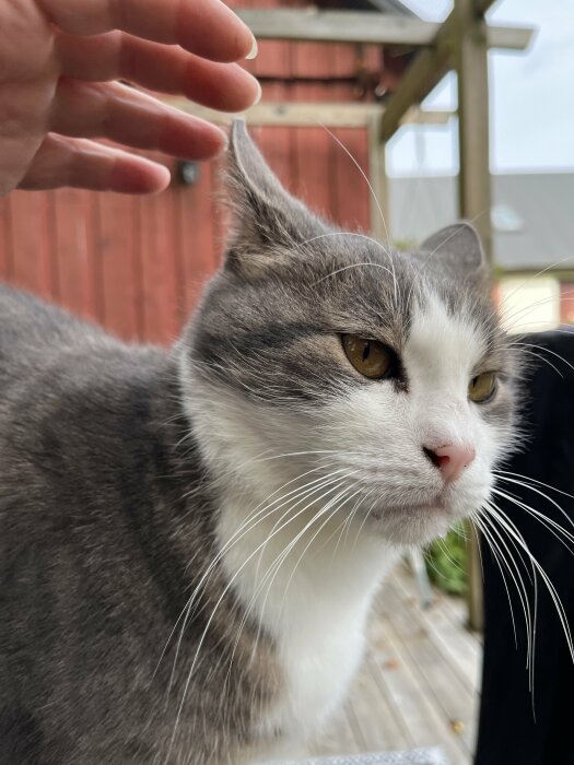 En närbild på en grå- och vitfärgad katt som blir klappad ute på en veranda.