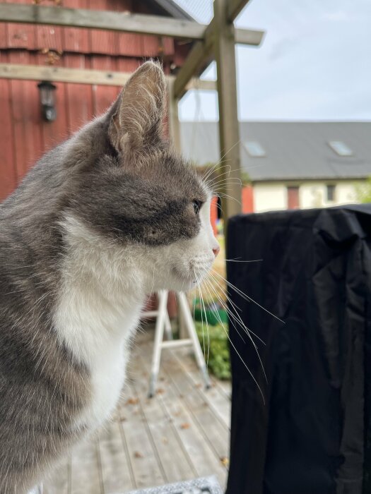 Katt på en uteplats med trägolv framför ett rött träbyggnad. Kattens profil är synlig med örat spetsat framåt.