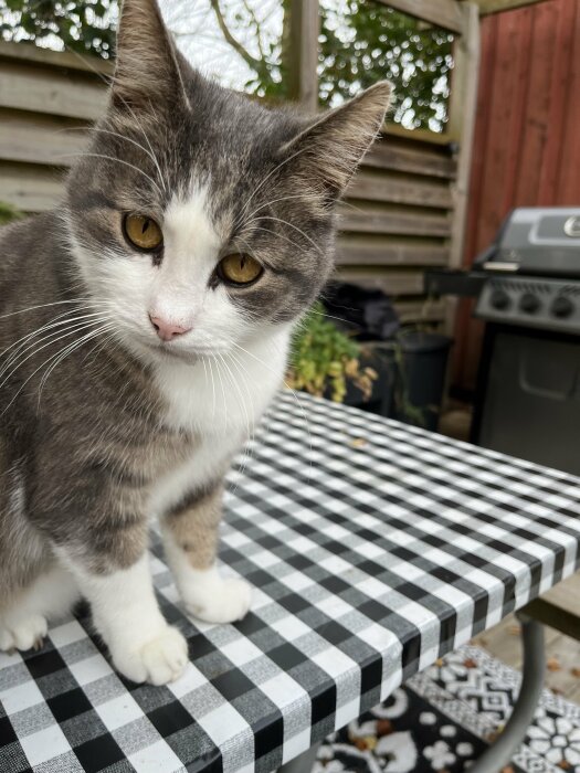 Grå och vit katt med gula ögon står på ett bord täckt med svartvitrutig vaxduk i en trädgård bredvid en grill.