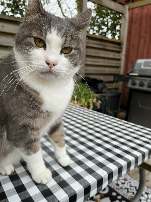 Grå och vit katt står på ett svartvitrutigt trädgårdsbord med ett staket och en grill i bakgrunden.