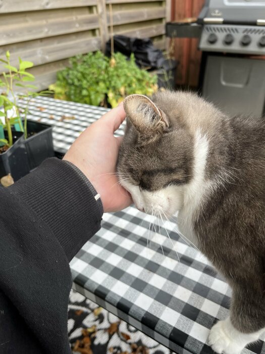 En svartvit katt myser med en hand på en rutig bänk i trädgården, med växter och en grill i bakgrunden.