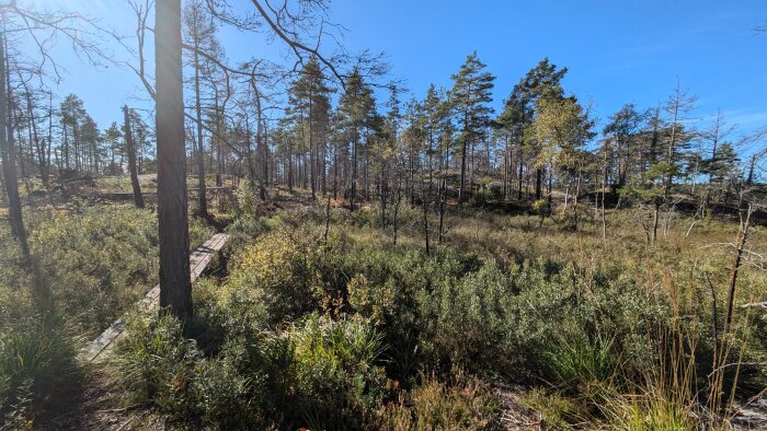 Skogsmiljö med soligt väder, träd och buskage. Synligt också är en liten träbro över en bäck och en blå himmel i bakgrunden.