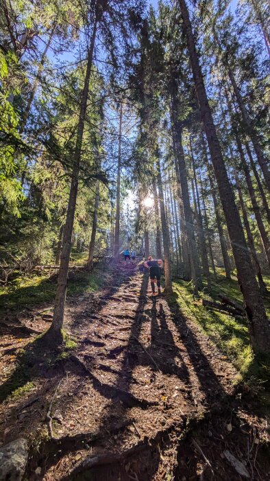 Personer som vandrar upp för en solbelyst skogsstig omgivna av höga träd.