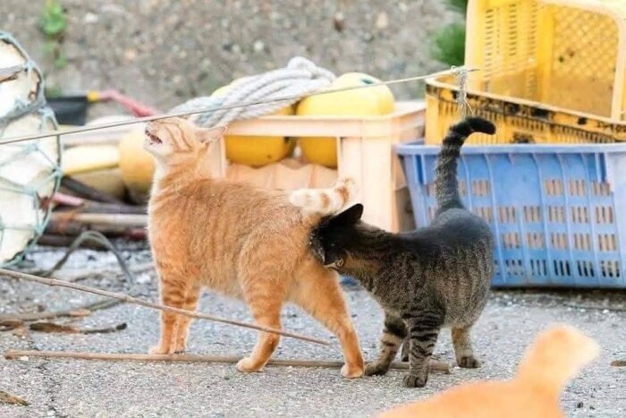 En orange katt står framför en tabbyfärgad katt som nosar på dess bakdel. Flera föremål och plastkorgar syns i bakgrunden.