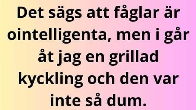 Text på svenska med vit till rosa gradientbakgrund: "Det sägs att fåglar är ointelligenta, men i går åt jag en grillad kyckling och den var inte så dum.