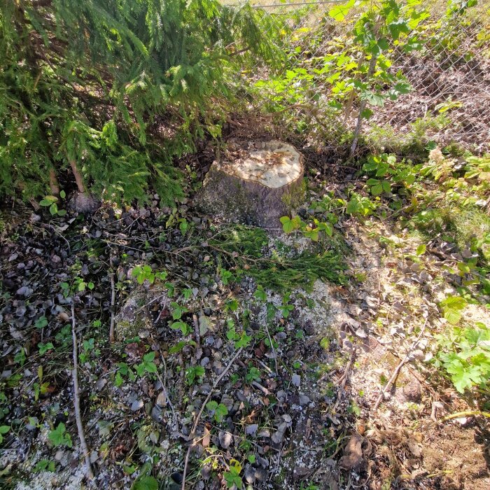 En avsågad stubbe från en Asp med omgivande rötter under marken omgiven av buskar och trädgrenverk.