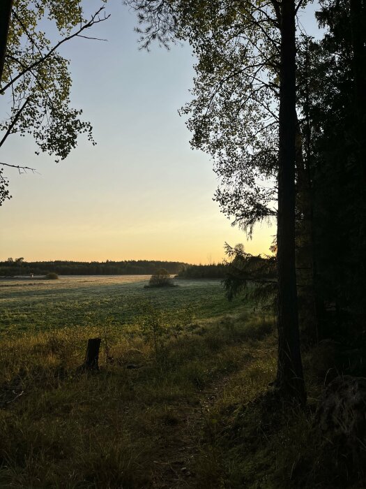 Soluppgång över en dimmig äng omgiven av träd, med en stig i förgrunden som leder in i skogen.