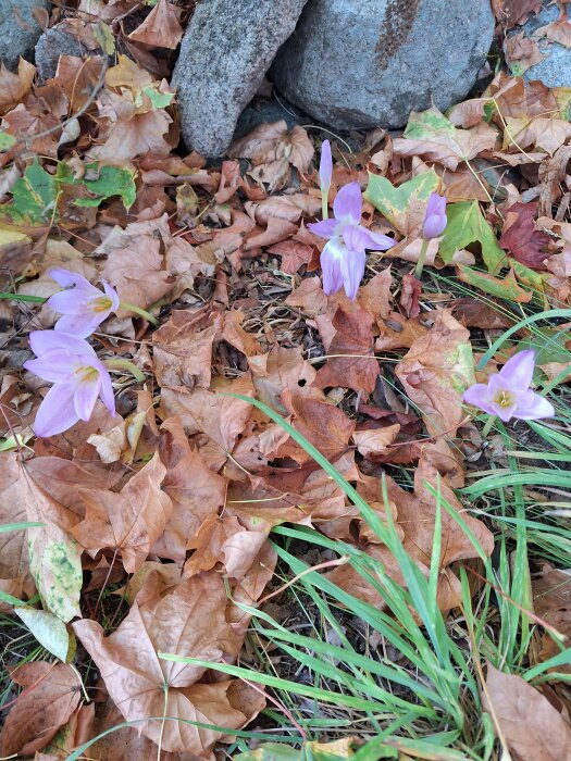 Nakna jungfrun blommor, eller hösttidlösa, med lila blommor i en bädd av fallna löv och grönt gräs, mot en bakgrund av stenar.