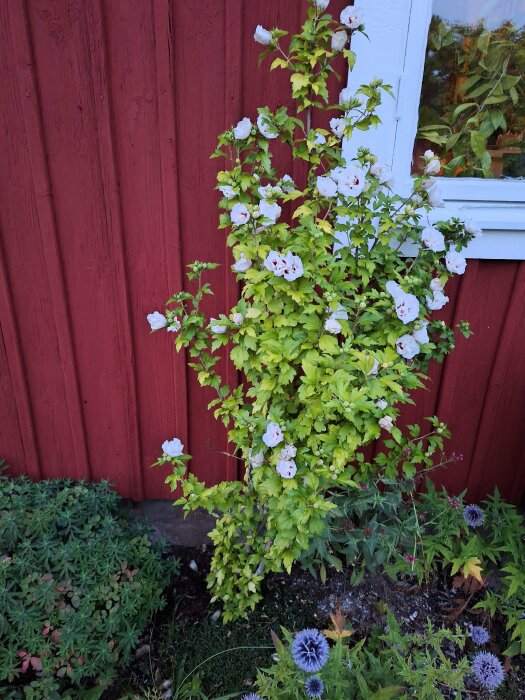 Vit blommande buske intill en röd trähusvägg med ett vitt fönster, morgonsol. Den vita hibiskusen har en höjd på cirka 180 cm och är 15-20 år gammal.