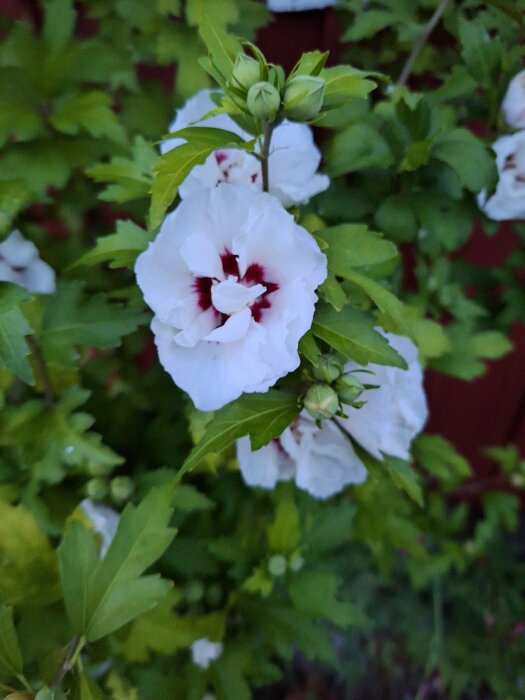 Vit blomma med vinrött centrum, omgiven av gröna blad och knoppande blommor, fotograferad nära en vägg i trädgården.