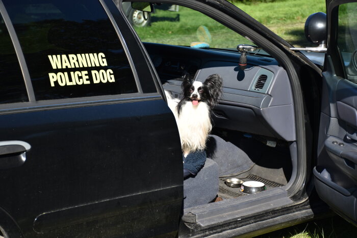 Hund i en bil med öppnad dörr, med texten "Warning Police Dog" på sidan av bilen.