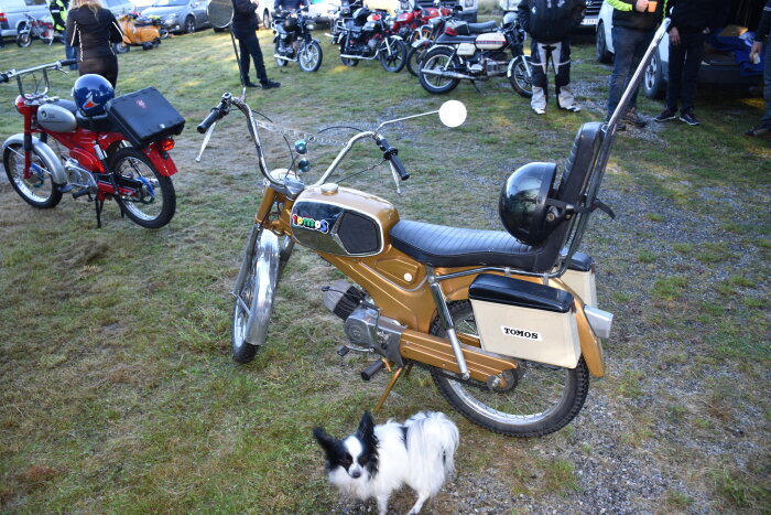 Vintage Tomos-moped på mopedrally med en kvinna och en hund i förgrunden, samt flera andra mopeder och personer i bakgrunden.