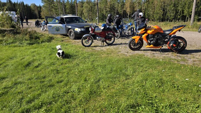 Ett mopedrally på en solig dag med flera motorcyklar och mopeder parkerade, en hund på gräsmattan och en bil i bakgrunden.