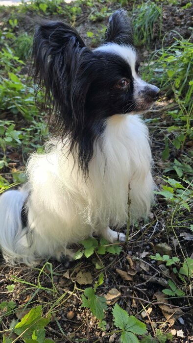 Vit och svart långhårig hund med svarta fläckar på huvudet och kroppen sitter på marken bland grönska.