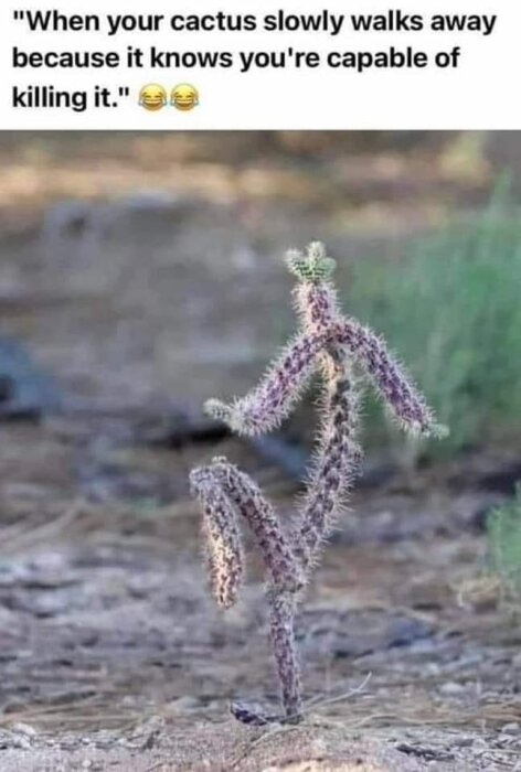 Kaktus ser ut som en liten människa som går, med bildtexten "When your cactus slowly walks away because it knows you're capable of killing it." och två skrattande emojis.