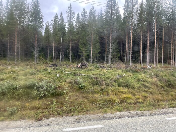 Renar betar vid sidan av en landsväg med en tät skog i bakgrunden.