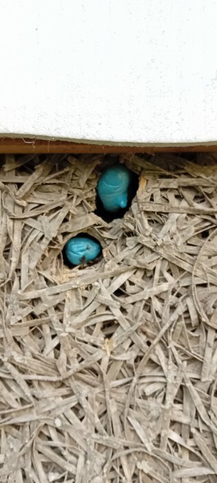 Två hål i en träfasad fyllda med blått skum, troligen en tillfällig isoleringslösning efter tidigare elarbete.